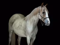 Kuda betina, Quarter Horse — foto 2