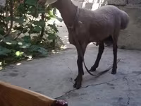 Kambing jantan, Sheep — foto 1