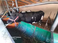 گاو ماده, Simmental cattle — عکس 2