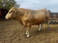 Bik, Simmental cattle — fotografija 1