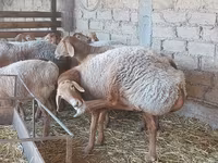 Ovca, Arashan sheep — fotografija 2