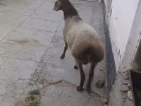 Ram, Sheep — photo 3