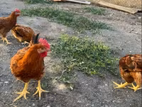 Chickens — 3-сурет