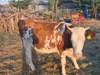 Kuh, Simmental cattle — Foto 2