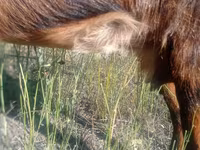 Koza, Alpine goat — zdjęcie 4