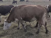 گاو ماده, Simmental cattle — عکس 1