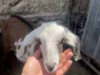 Koza, Nubian Goat — foto 4
