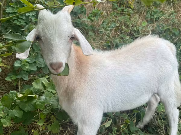 Billy Goat, Goats — Moldova