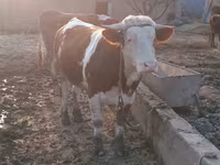 Bik, Simmental cattle — fotografija 2