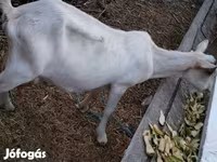 ፍየል, Goats — ፎቶ 6