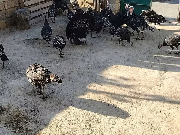 Szerokopierśny biały