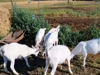 Goat, Goats — photo 1