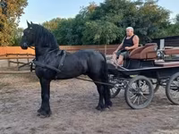 Hing, Friesian — 3. fotó