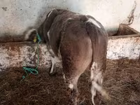 วัวตัวผู้, Simmental cattle — รูปภาพ 2