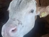 Byk, Simmental cattle — zdjęcie 2