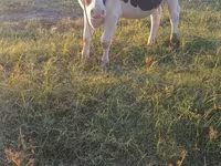 گاو و گوساله (گروه، جنسیت مشخص نشده), Russian Black pied cattle — عکس 2