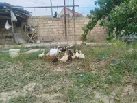 Ducks — الصورة 2