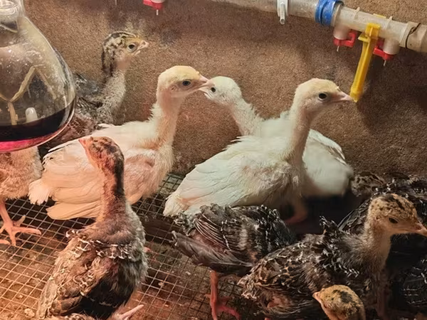 Chickens