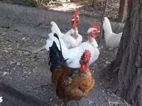 Chickens — fotografija 4