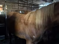 Cavallo, Cavalli — foto 2