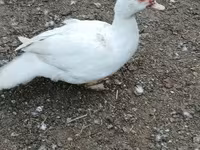 Ducks — fotografija 6