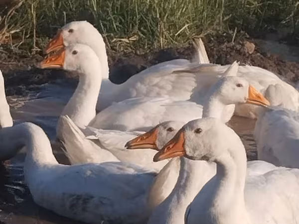 Geese — Kyrgyzstan