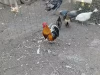 Chickens — zdjęcie 3