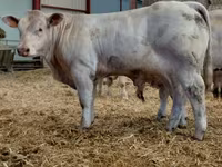 Bull, Charolais cattle — photo 4