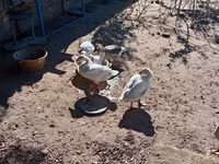 Geese — الصورة 2