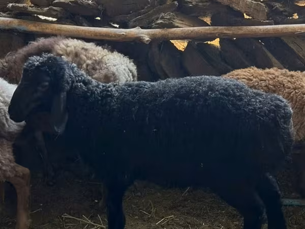 Sheep, Sheep — Kyrgyzstan