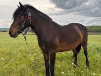Mare, Horses — photo 1