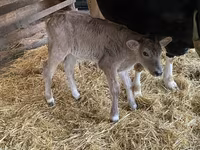 Ko, Holstein-race — foto 1