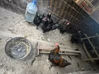 Chickens — fotografija 2