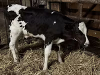 황소, Russian Black pied cattle — 사진 2