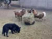 Ram, Cameroon sheep — foto 3