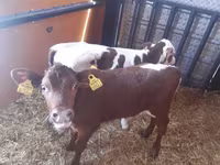 Toro, Simmental cattle — foto 2