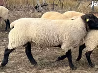 Kambing jantan, White Suffolk sheep — foto 4