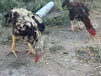 Chickens — foto 7
