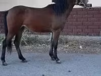 Mare, Horses — photo 2