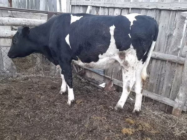 Lo’, Holstein breed