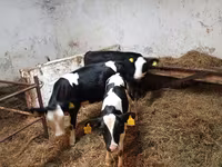 ላም, Russian Black pied cattle — ፎቶ 2