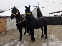 Hengst, Friesian — Foto 4
