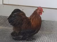 Pekin-Zwerg — Foto 5
