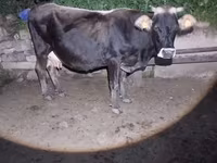Vacă, Bovine — foto 5