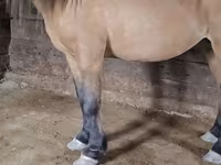 Kůň, Mugalzhar horse — foto 3