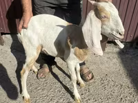 Ged, Nubian Goat — foto 3