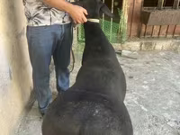 በጎች (ቡድን፣ ጾታ አልተጠቀሰም), Sheep — ፎቶ 7