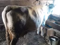 Vacă, Rasa Holstein — foto 1