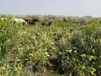 اسب نر, اسب — عکس 1