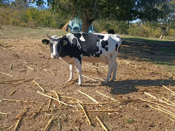 Kuh, Russian Black pied cattle